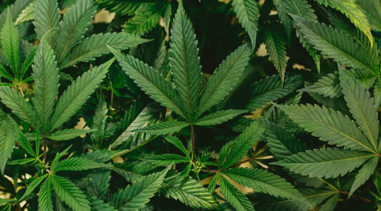 Uso de cannabis pode elevar nível de testosterona? Veja o que diz estudo