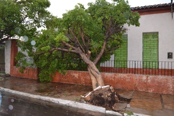 Chuva e ventos fortes causam muitos estragos em Campo Maior - Imagem 2