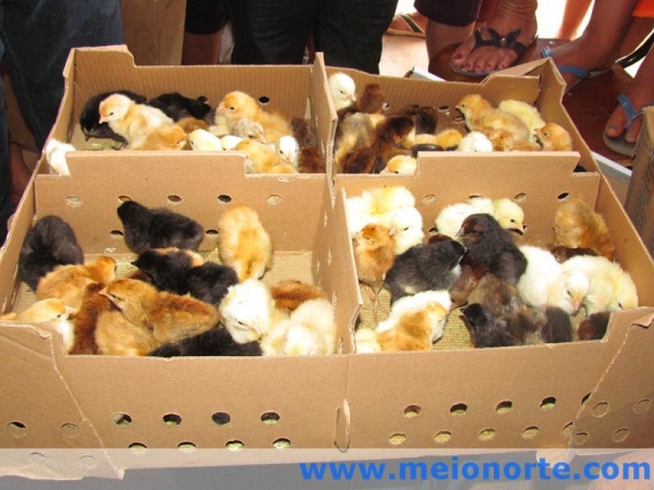 Nize Rego e prefeito Edílson Capote visitam localidades no interior do município. - Imagem 8