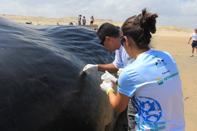 Técnicos do Biomade atendem ocorrência de encalhe de baleia 