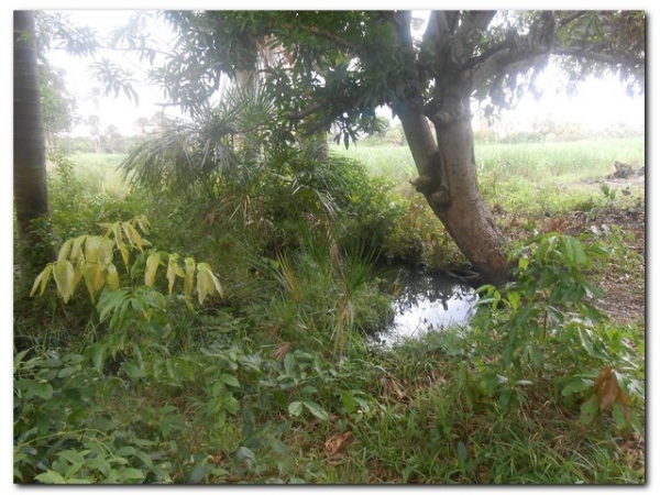 Prefeitura de Inhuma constrói açude no Campestre - Imagem 8