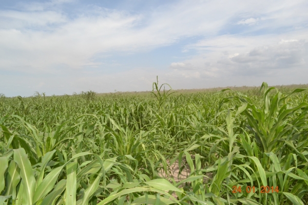 Fazenda Agropecuária Barras está plantando vários hectares de terra com soja - Imagem 18