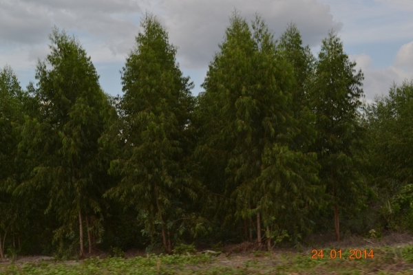 Fazenda Agropecuária Barras está plantando vários hectares de terra com soja - Imagem 10