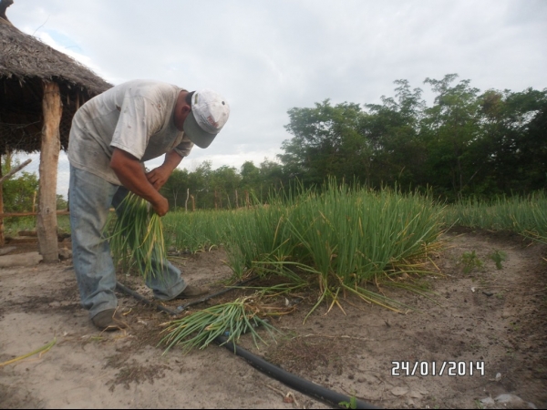 Projeto de Horta mostra o sucesso da Agricultura Familiar em Boa Hora - Imagem 4