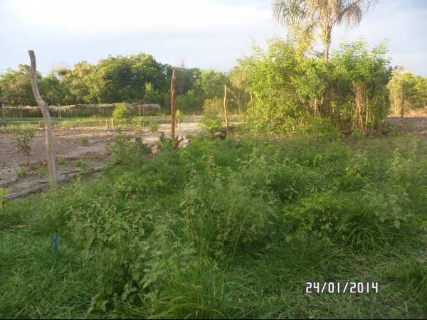 Projeto de Horta mostra o sucesso da Agricultura Familiar em Boa Hora - Imagem 27