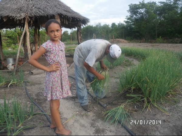 Projeto de Horta mostra o sucesso da Agricultura Familiar em Boa Hora - Imagem 5