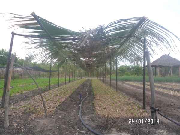 Projeto de Horta mostra o sucesso da Agricultura Familiar em Boa Hora - Imagem 41