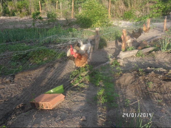 Projeto de Horta mostra o sucesso da Agricultura Familiar em Boa Hora - Imagem 17