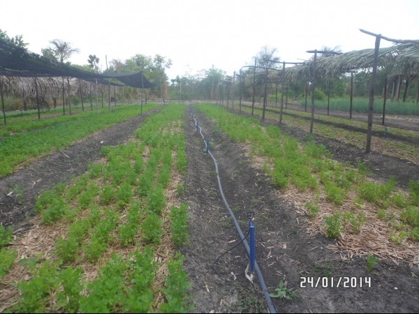 Projeto de Horta mostra o sucesso da Agricultura Familiar em Boa Hora - Imagem 40