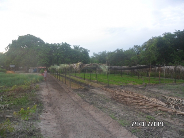 Projeto de Horta mostra o sucesso da Agricultura Familiar em Boa Hora - Imagem 34