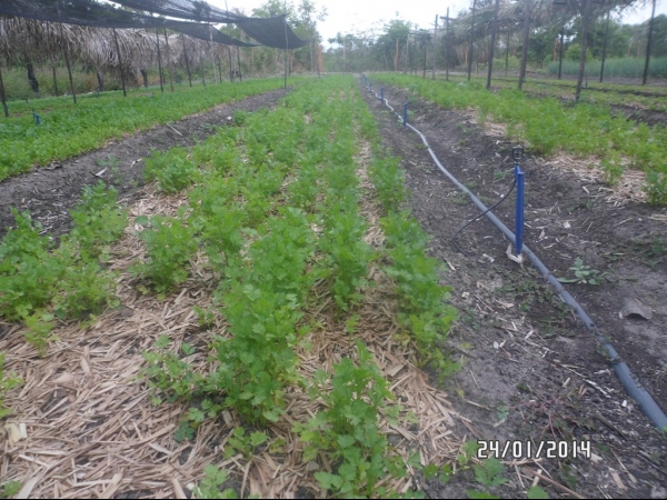 Projeto de Horta mostra o sucesso da Agricultura Familiar em Boa Hora - Imagem 39