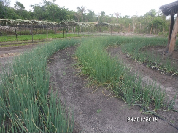 Projeto de Horta mostra o sucesso da Agricultura Familiar em Boa Hora - Imagem 35