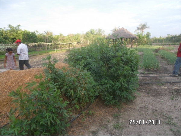 Projeto de Horta mostra o sucesso da Agricultura Familiar em Boa Hora - Imagem 7