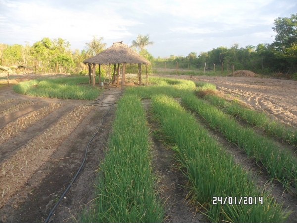 Projeto de Horta mostra o sucesso da Agricultura Familiar em Boa Hora - Imagem 19
