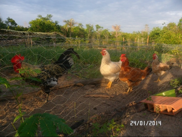 Projeto de Horta mostra o sucesso da Agricultura Familiar em Boa Hora - Imagem 15