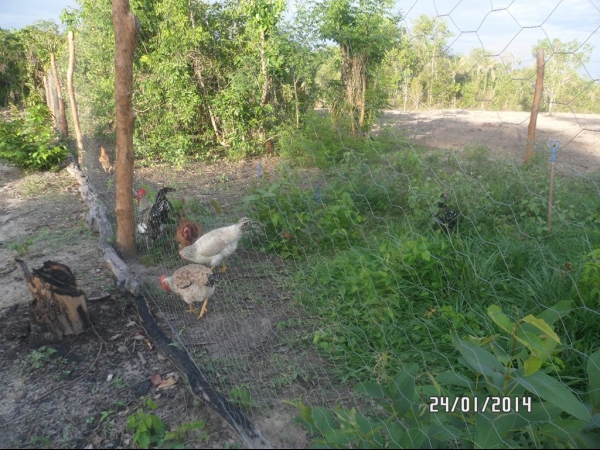 Projeto de Horta mostra o sucesso da Agricultura Familiar em Boa Hora - Imagem 26