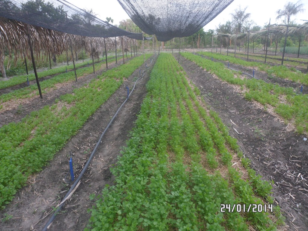 Projeto de Horta mostra o sucesso da Agricultura Familiar em Boa Hora