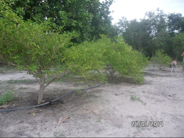 Projeto de Horta mostra o sucesso da Agricultura Familiar em Boa Hora - Imagem 42