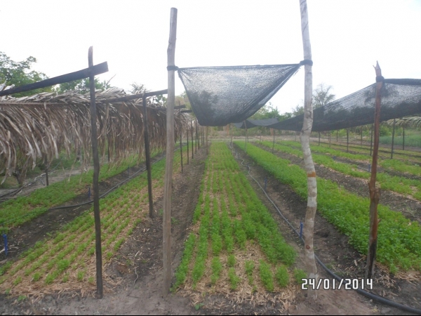 Projeto de Horta mostra o sucesso da Agricultura Familiar em Boa Hora - Imagem 37