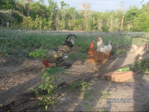Projeto de Horta mostra o sucesso da Agricultura Familiar em Boa Hora - Imagem 16
