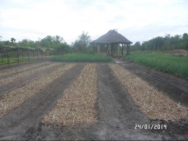Projeto de Horta mostra o sucesso da Agricultura Familiar em Boa Hora - Imagem 45
