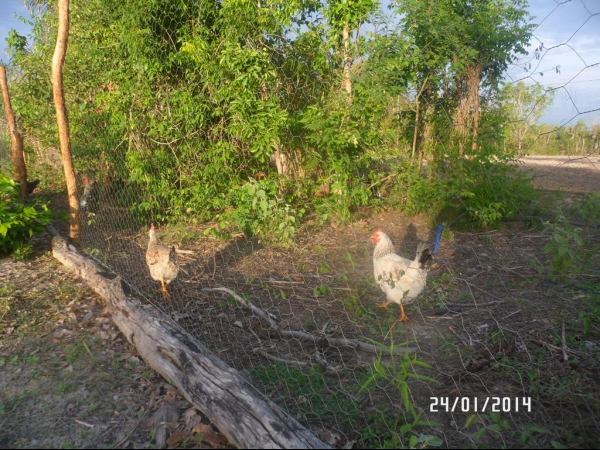 Projeto de Horta mostra o sucesso da Agricultura Familiar em Boa Hora - Imagem 24