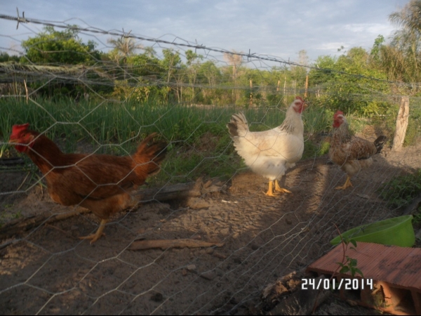 Projeto de Horta mostra o sucesso da Agricultura Familiar em Boa Hora - Imagem 14