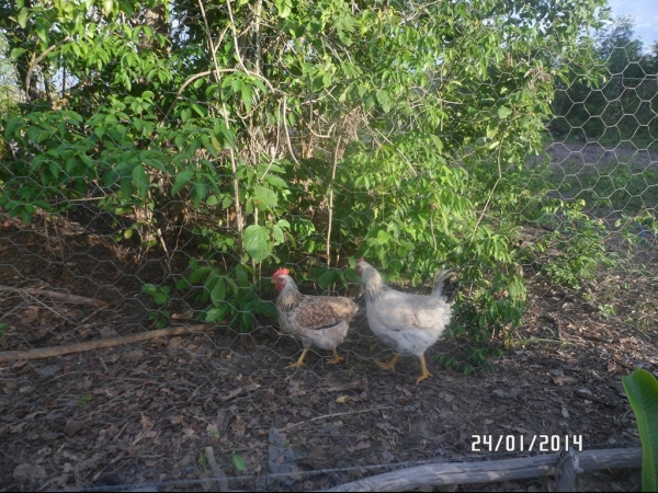 Projeto de Horta mostra o sucesso da Agricultura Familiar em Boa Hora - Imagem 23