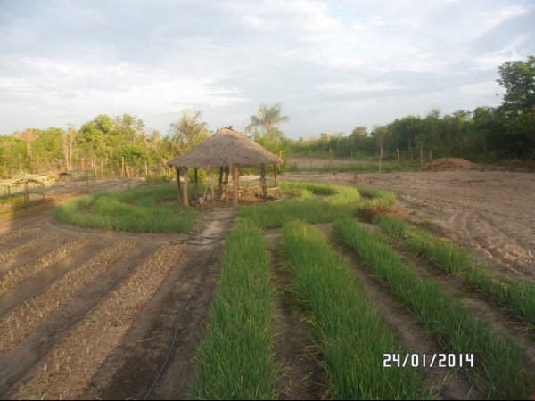 Projeto de Horta mostra o sucesso da Agricultura Familiar em Boa Hora - Imagem 10