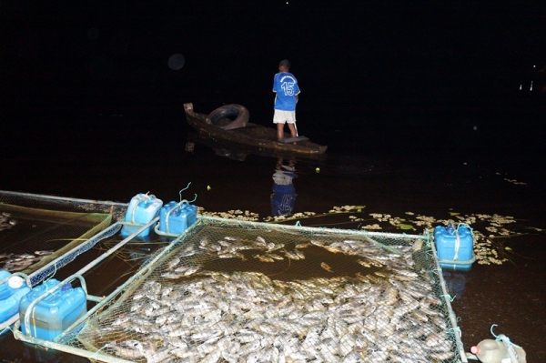 3 mil peixes morreram intoxicados em São Pedro do Piauí - Imagem 3