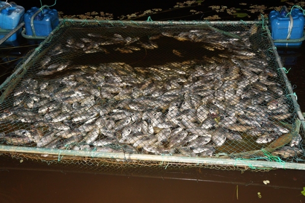 3 mil peixes morreram intoxicados em São Pedro do Piauí - Imagem 2