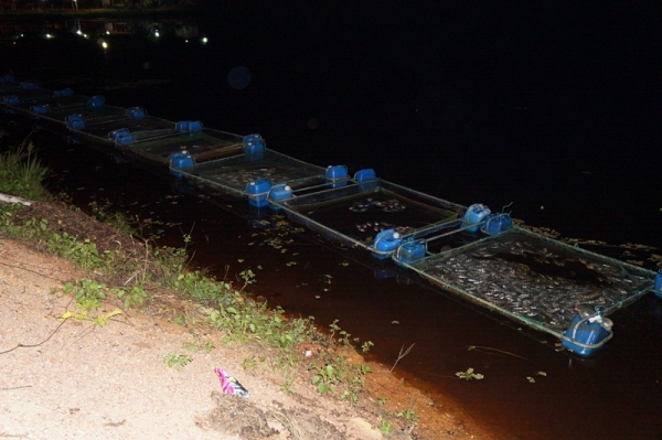 3 mil peixes morreram intoxicados em São Pedro do Piauí - Imagem 1