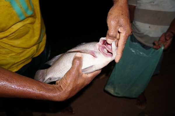 3 mil peixes morreram intoxicados em São Pedro do Piauí - Imagem 6