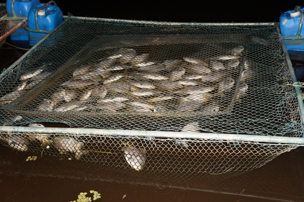 3 mil peixes morreram intoxicados em São Pedro do Piauí - Imagem 4