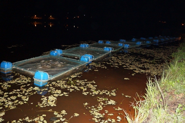 3 mil peixes morreram intoxicados em São Pedro do Piauí - Imagem 9