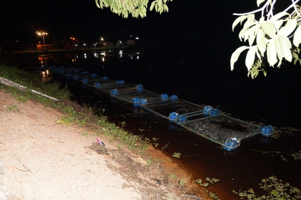 3 mil peixes morreram intoxicados em São Pedro do Piauí - Imagem 11
