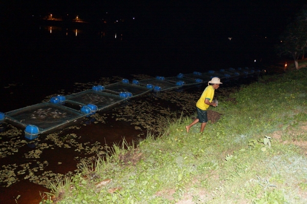 3 mil peixes morreram intoxicados em São Pedro do Piauí - Imagem 8