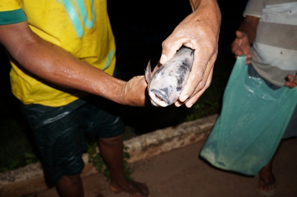 3 mil peixes morreram intoxicados em São Pedro do Piauí - Imagem 7