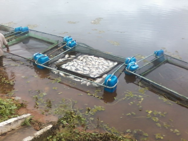 3 mil peixes morreram intoxicados em São Pedro do Piauí - Imagem 13