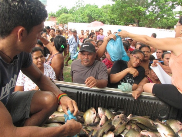 Mais de 16 mil kg de peixes  já foram distribuídos  no município de Miguel Alves - Imagem 4