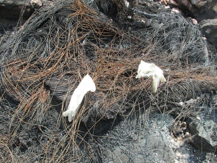 Quatro Lagoinhense Morre em um Acidente de transito na BR 316   - Imagem 24