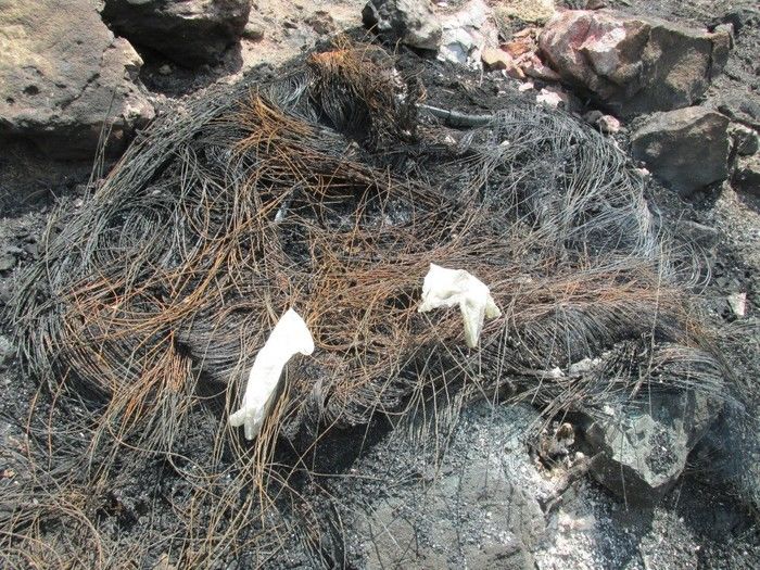 Quatro Lagoinhense Morre em um Acidente de transito na BR 316   - Imagem 23