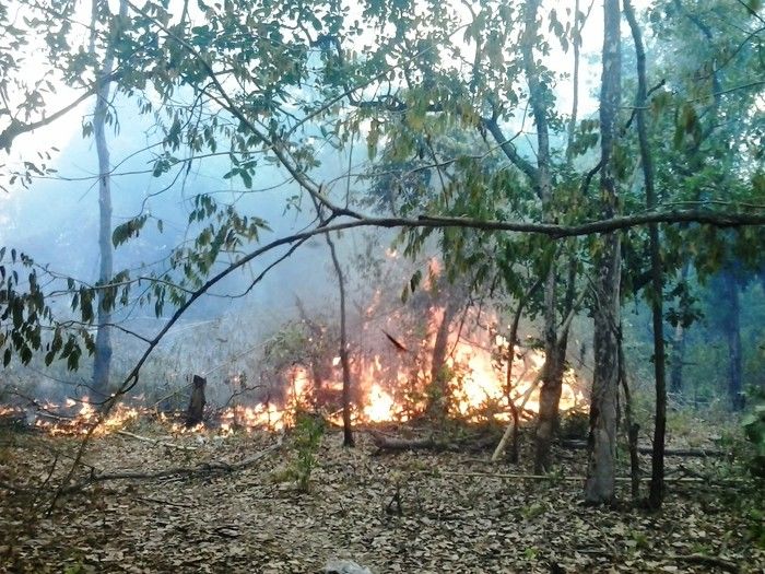  Incêndio de grandes proporções no Horto Florestal em Piripiri - Imagem 2