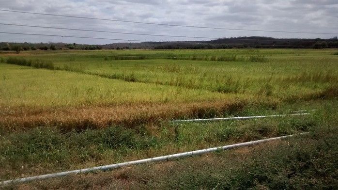Prefeitura de Buriti dos Lopes reconstrói barragem para produtores do município - Imagem 2