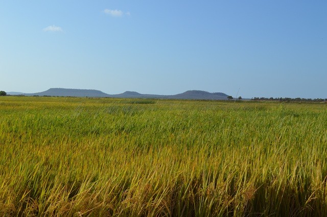 Prefeitura constrói trecho de estrada para agricultores escoar safra de arroz em Buriti dos Lopes - Imagem 4
