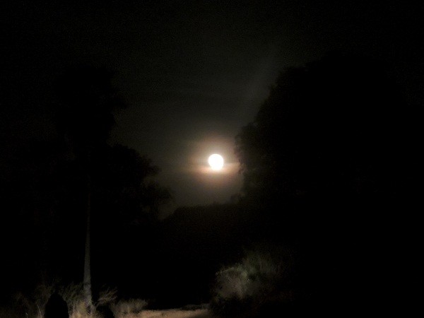                                        Furtuoso o andarilho milagroso - Imagem 11