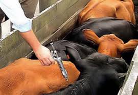 Campanha Contra Febre Aftosa em Cajueiro da Praia - Imagem 2