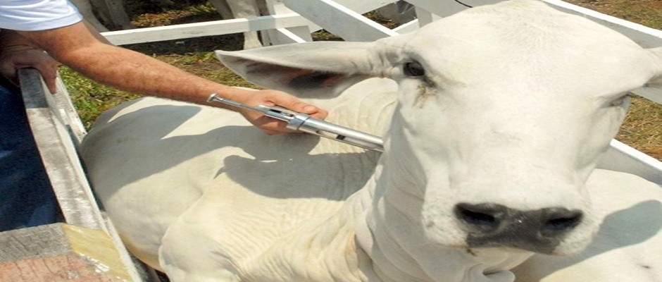 Campanha Contra Febre Aftosa em Cajueiro da Praia