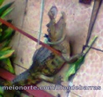 Inusitado: Jacaré passeia pela Avenida São José - Imagem 1