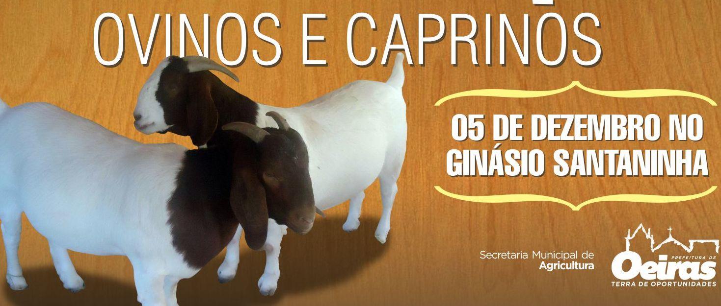 Prefeitura de Oeiras realiza Campanha de Vermifugação e Mineralização de Ovinos e Caprinos